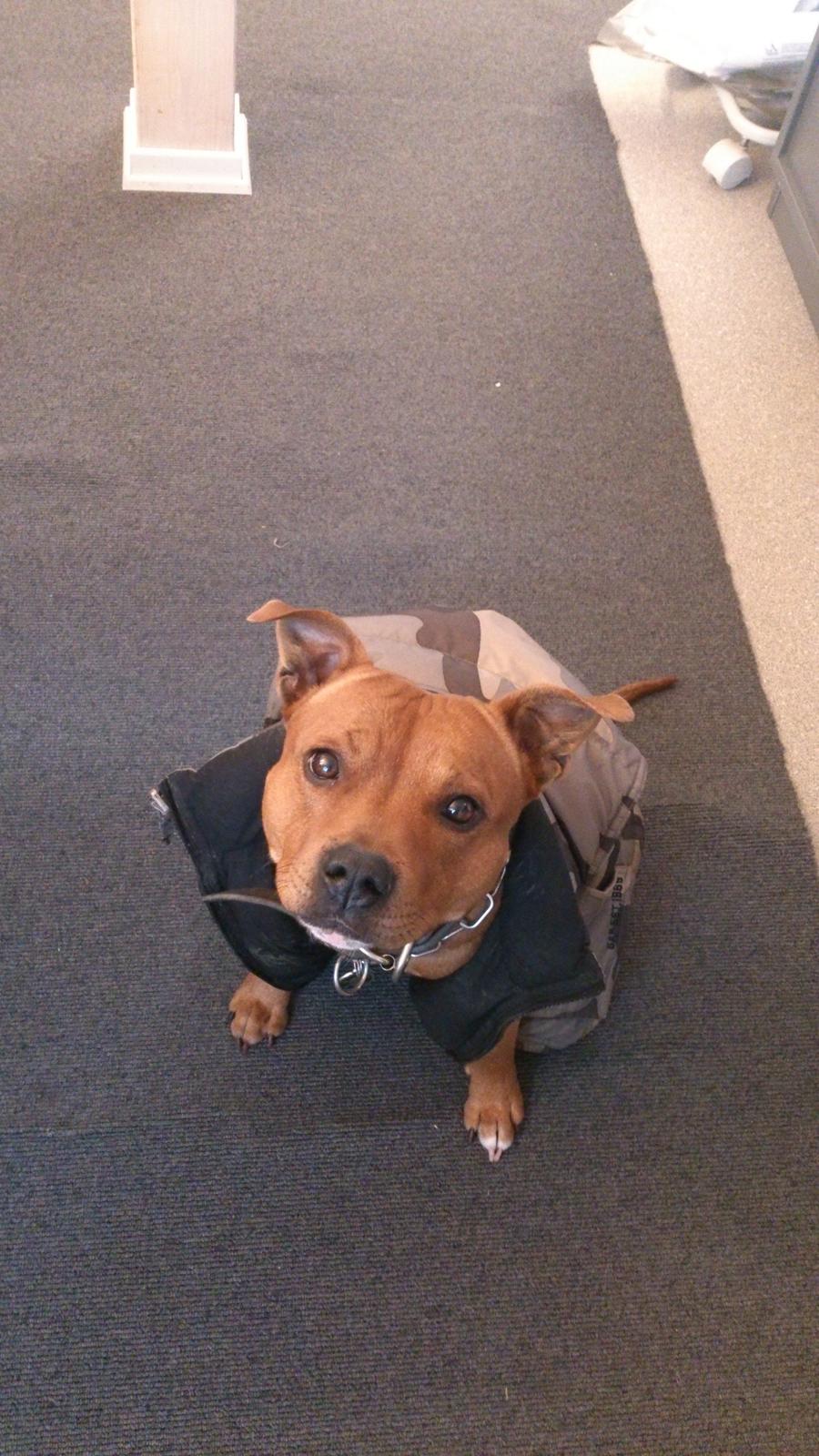 Staffordshire bull terrier Tovdal Bullet billede 3