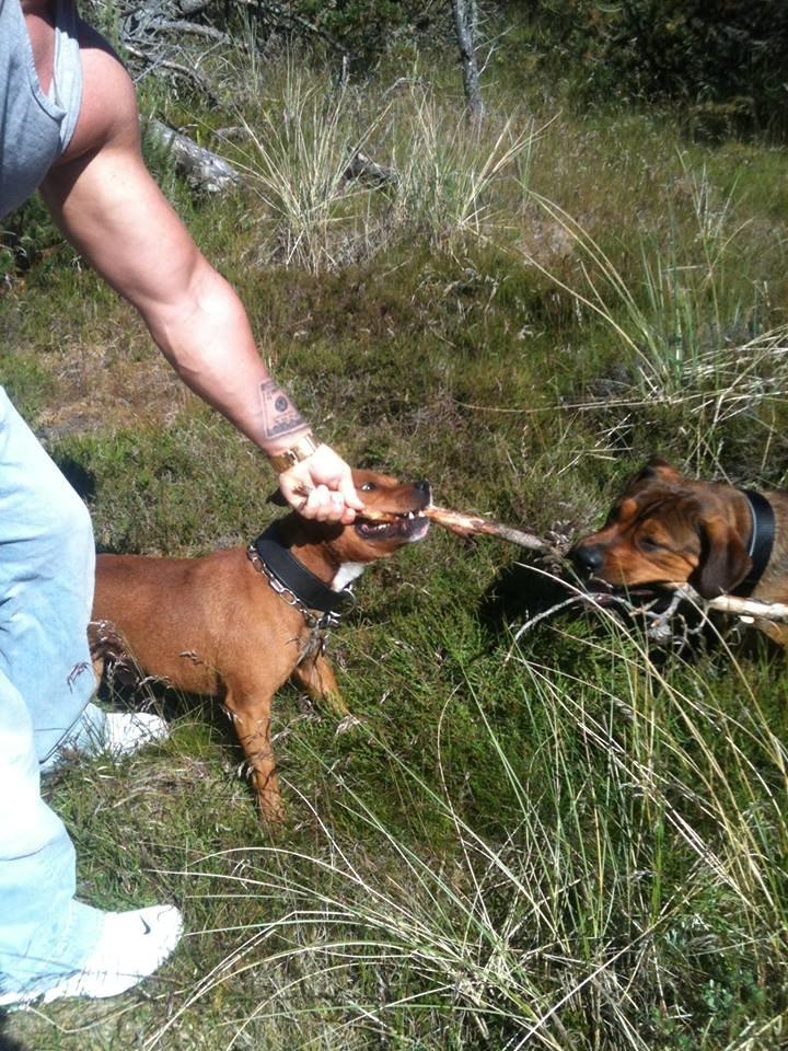 Staffordshire bull terrier Tovdal Bullet billede 2