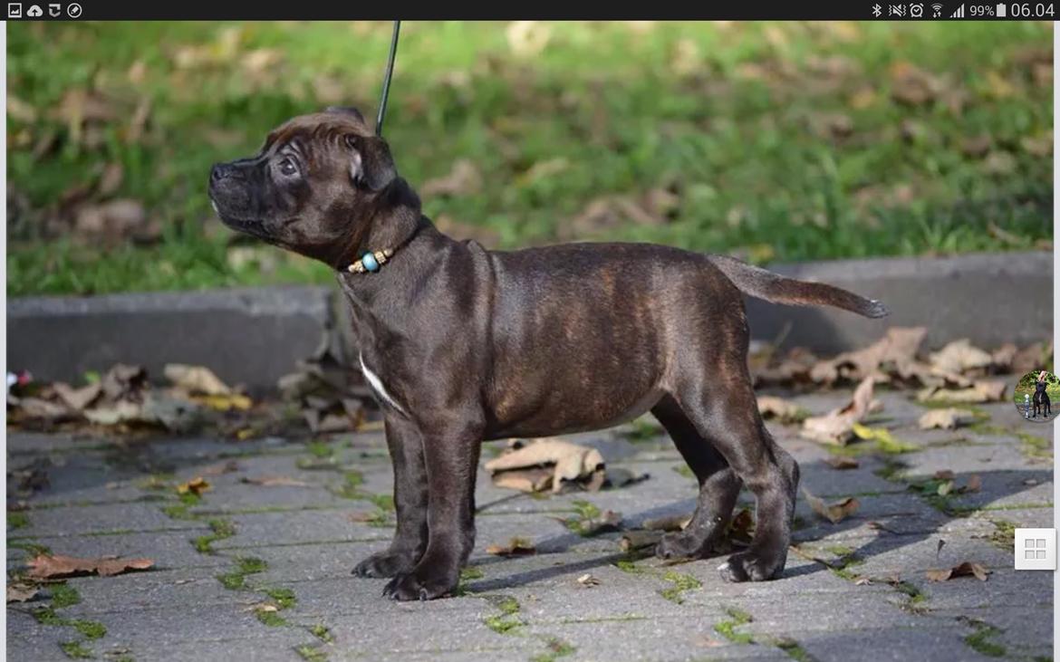 Staffordshire bull terrier braunstaff heavenly gift aka chili billede 1