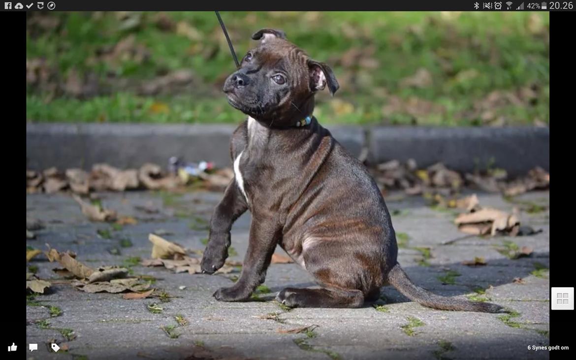 Staffordshire bull terrier braunstaff heavenly gift aka chili billede 2