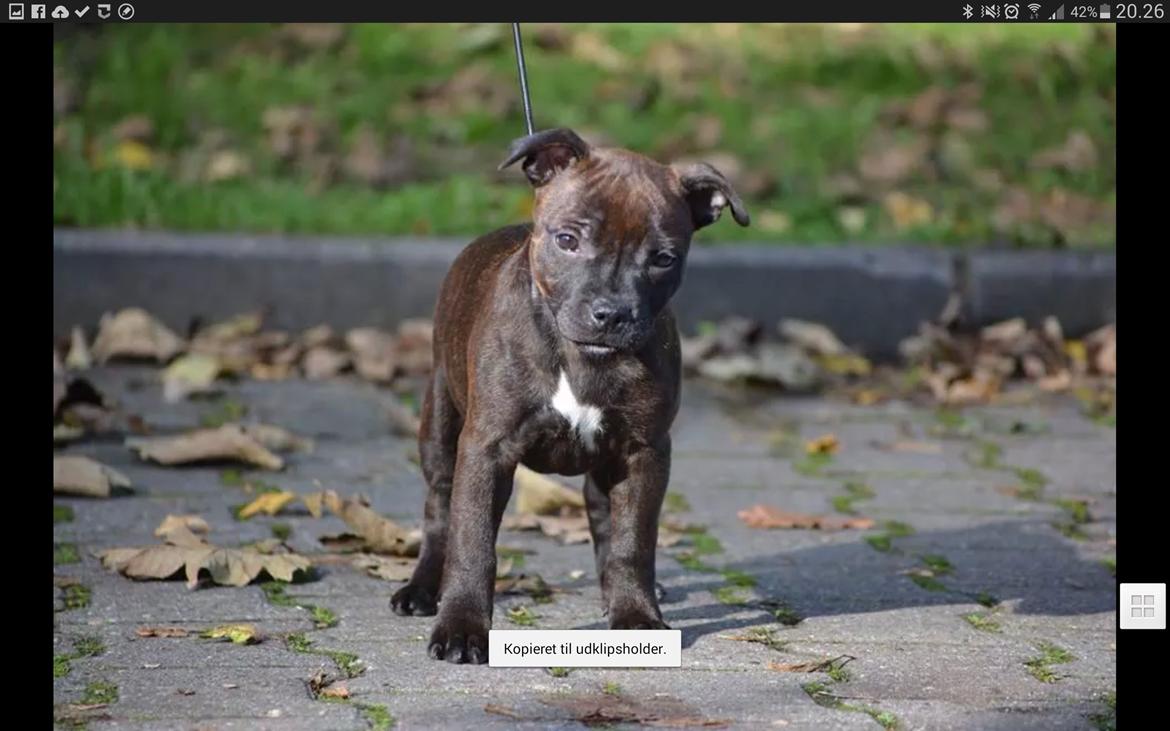Staffordshire bull terrier braunstaff heavenly gift aka chili billede 3