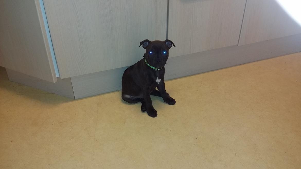 Staffordshire bull terrier braunstaff heavenly gift aka chili billede 4