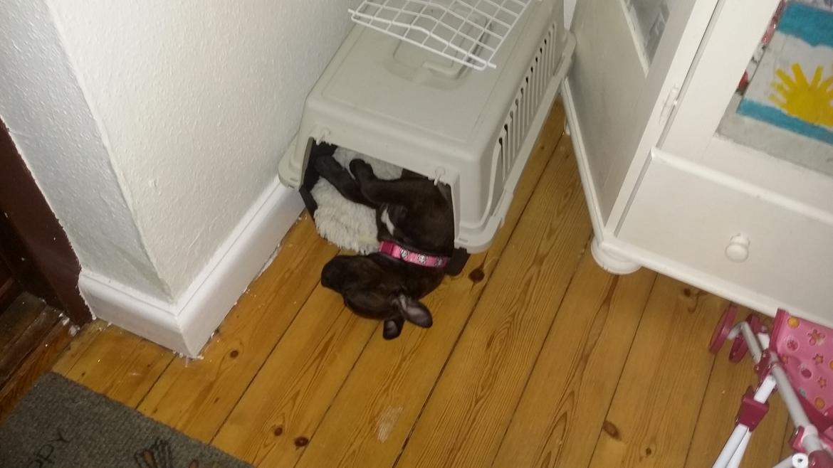 Staffordshire bull terrier braunstaff heavenly gift aka chili billede 5
