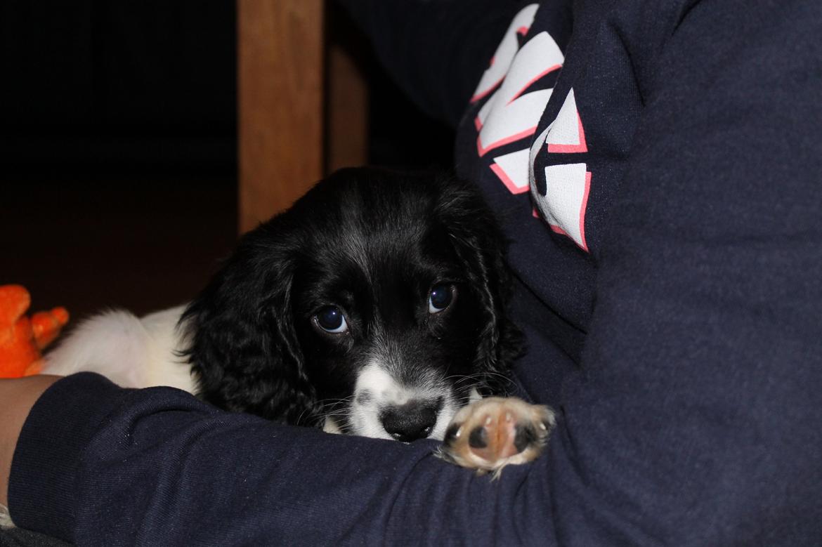 Blanding af racer Pluto billede 7