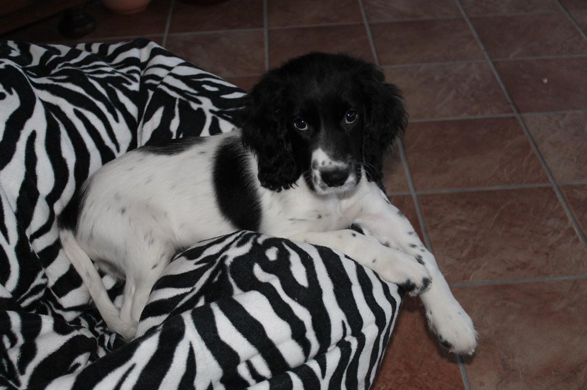 Blanding af racer Pluto billede 9