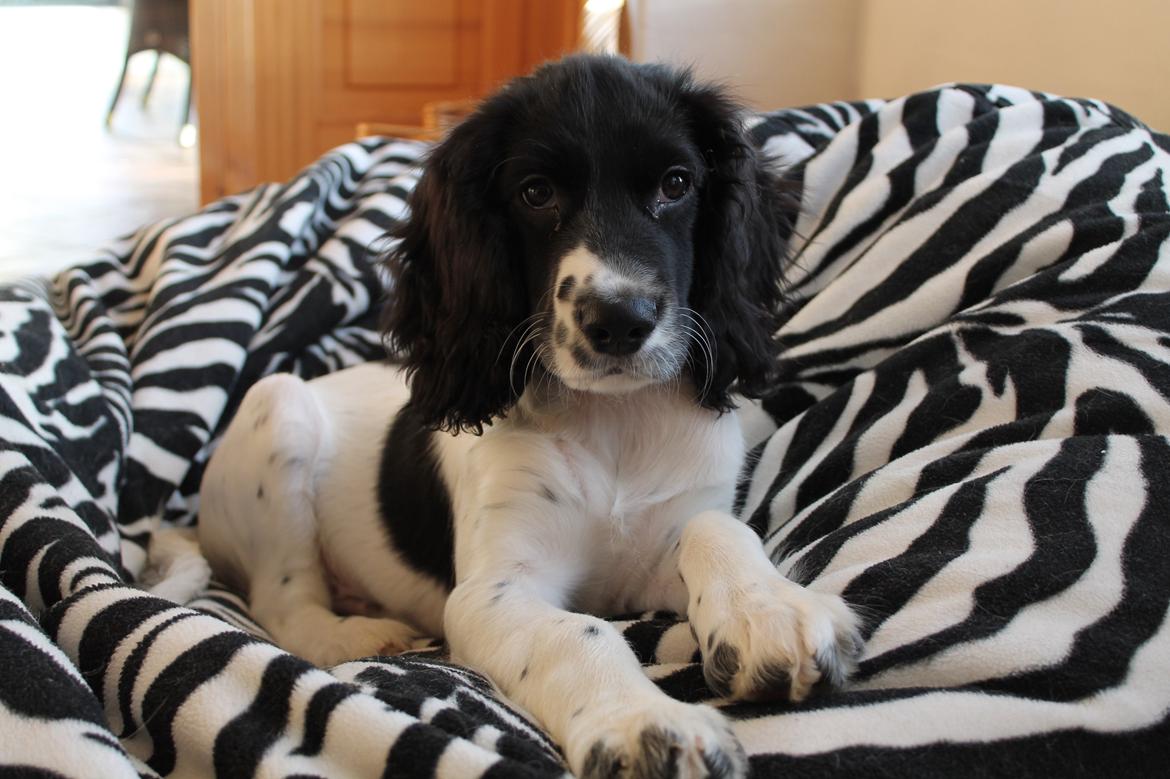 Blanding af racer Pluto billede 10