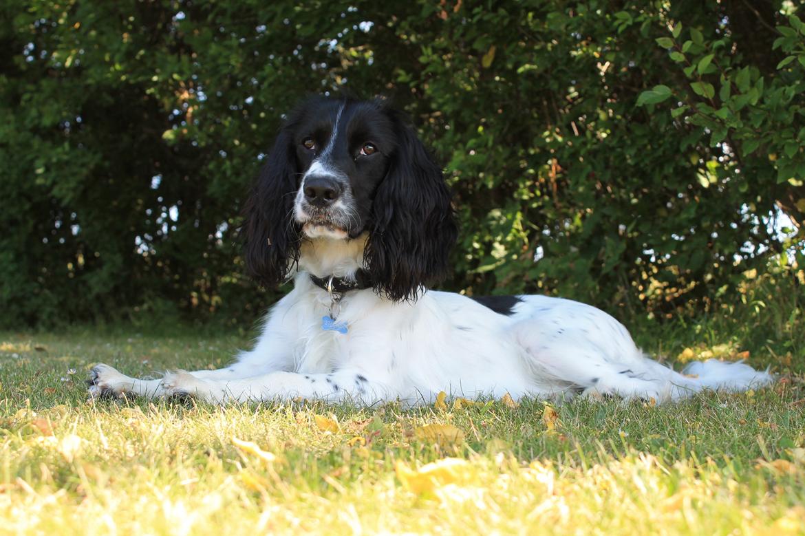 Blanding af racer Pluto billede 1