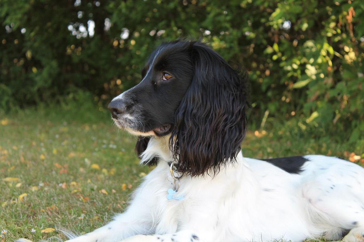 Blanding af racer Pluto billede 2