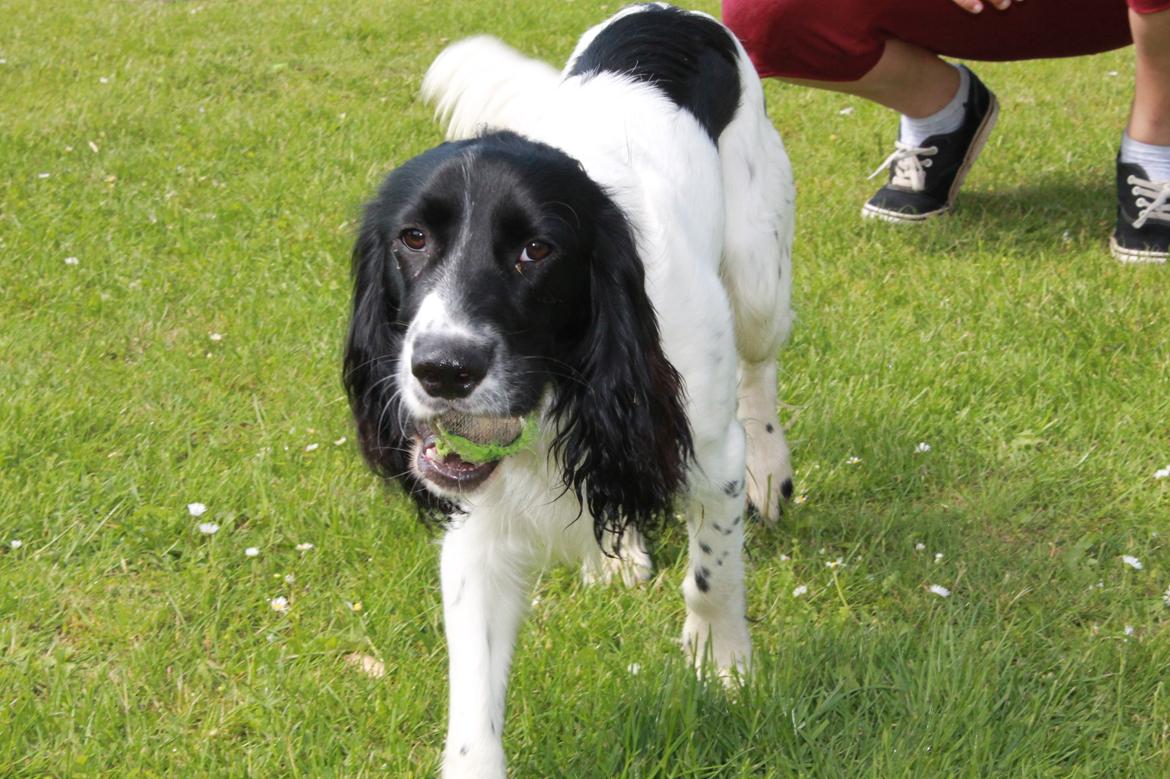 Blanding af racer Pluto billede 4