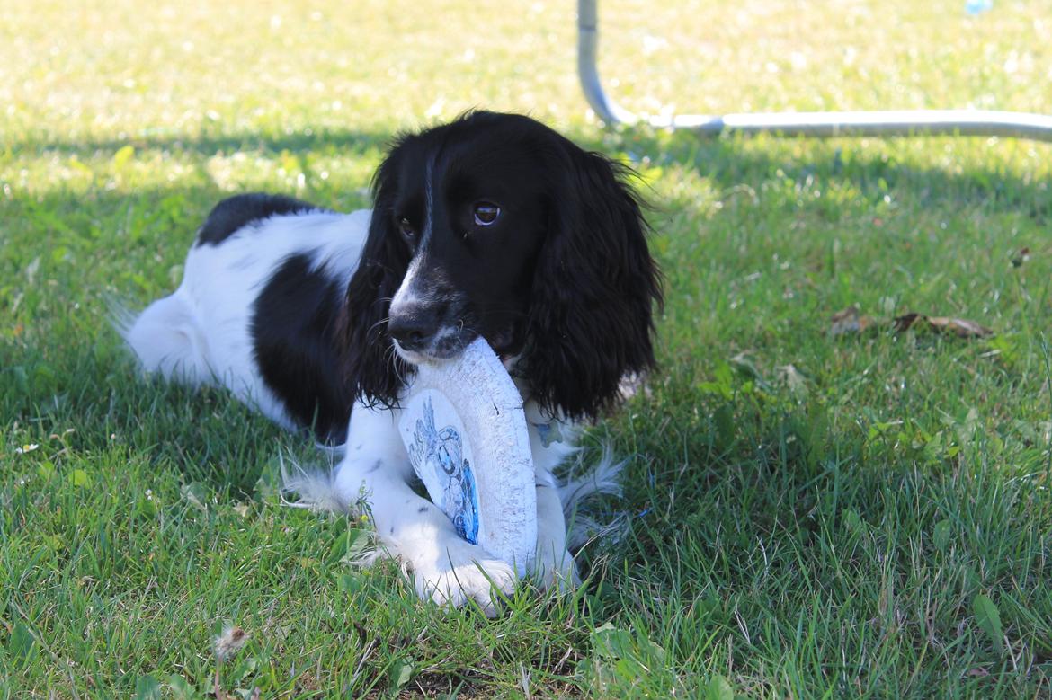 Blanding af racer Pluto billede 5