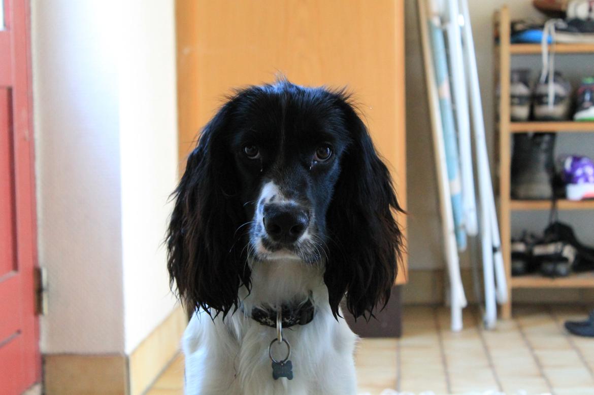 Blanding af racer Pluto billede 12