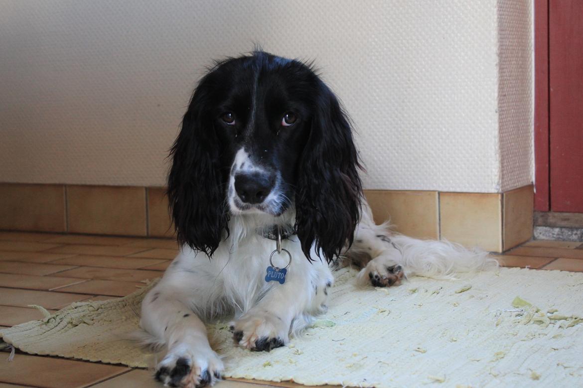 Blanding af racer Pluto billede 14