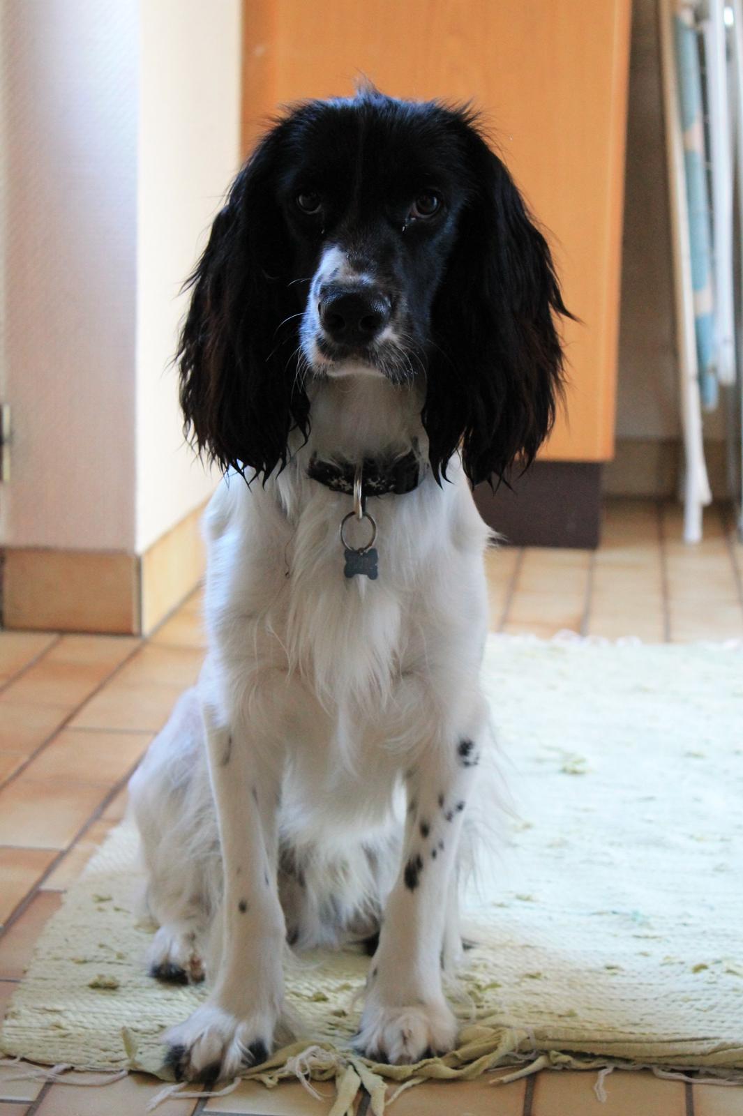 Blanding af racer Pluto billede 13