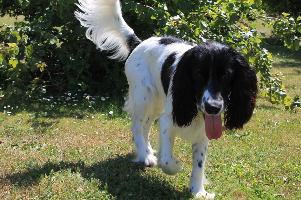 Blanding af racer Pluto billede 6