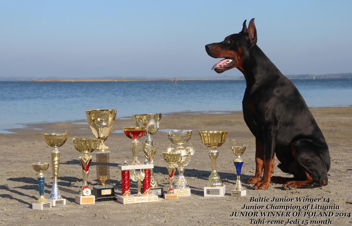 Dobermann LTJCH PLJW14 BALJW14 ROCH Tahi-Reme Jedi billede 7