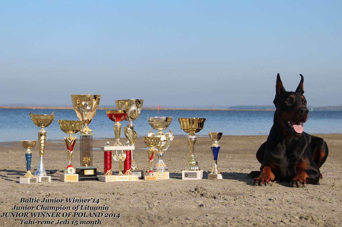 Dobermann LTJCH PLJW14 BALJW14 ROCH Tahi-Reme Jedi billede 12