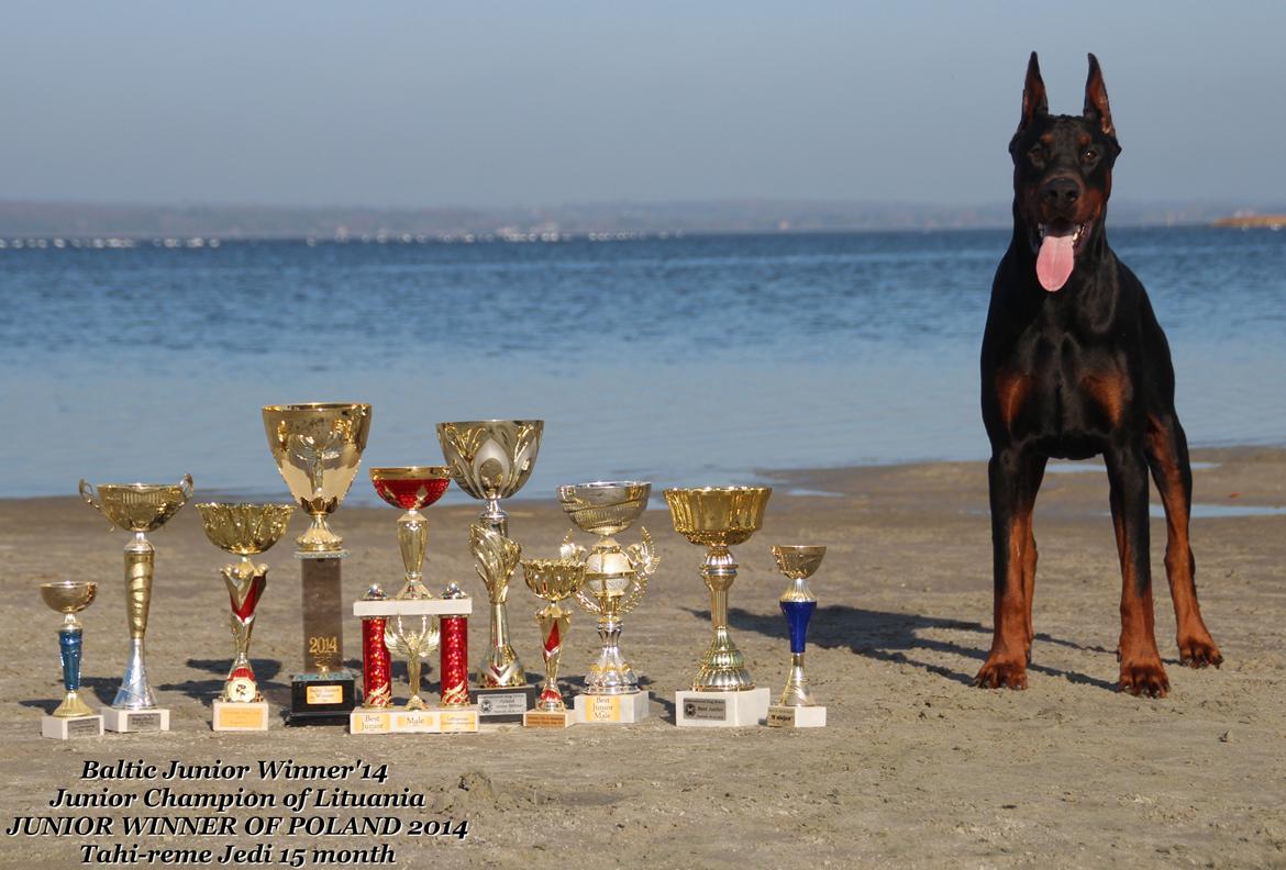 Dobermann LTJCH PLJW14 BALJW14 ROCH Tahi-Reme Jedi billede 11