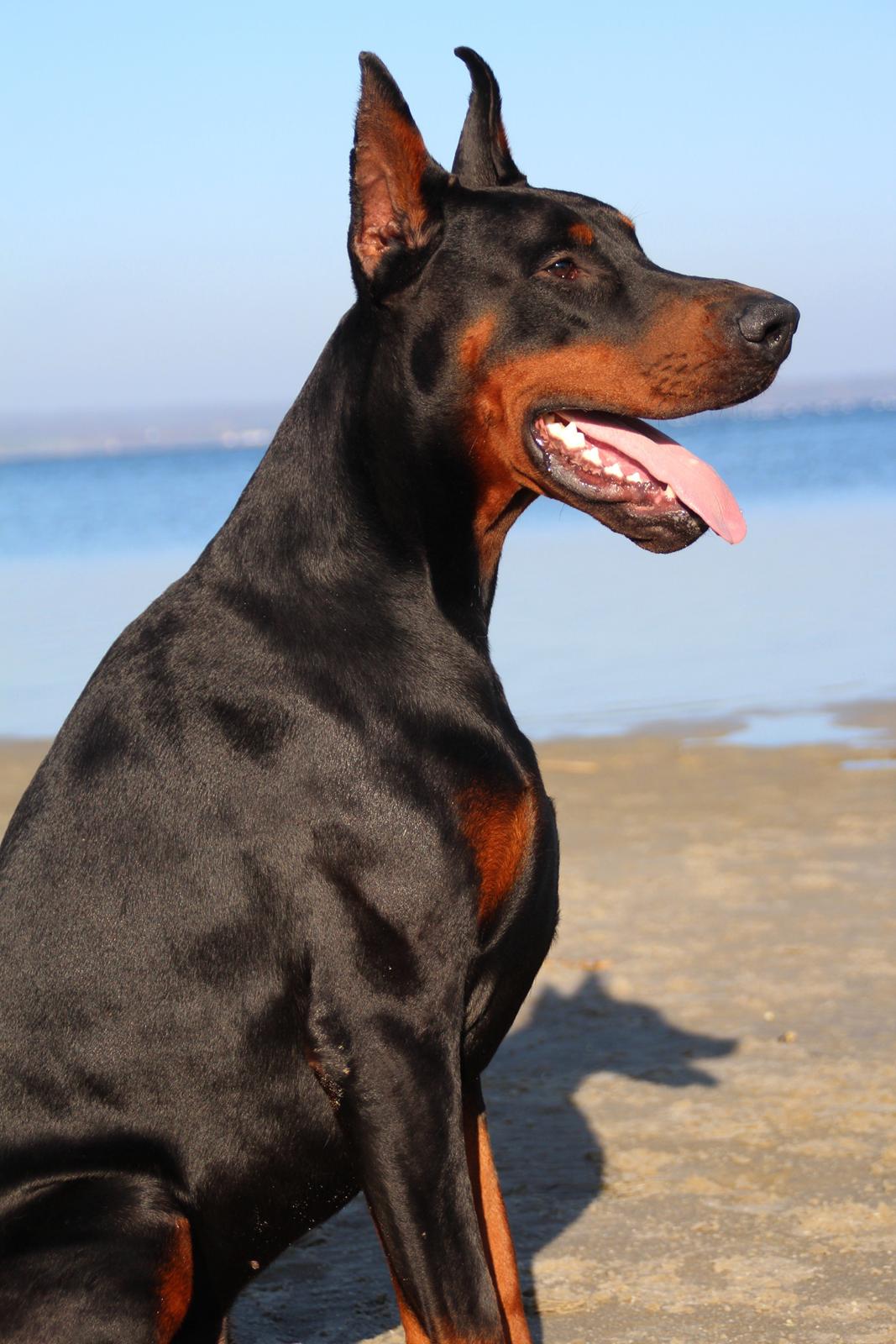 Dobermann LTJCH PLJW14 BALJW14 ROCH Tahi-Reme Jedi billede 14