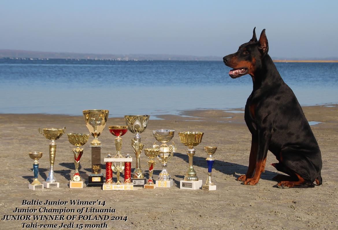 Dobermann LTJCH PLJW14 BALJW14 ROCH Tahi-Reme Jedi billede 10