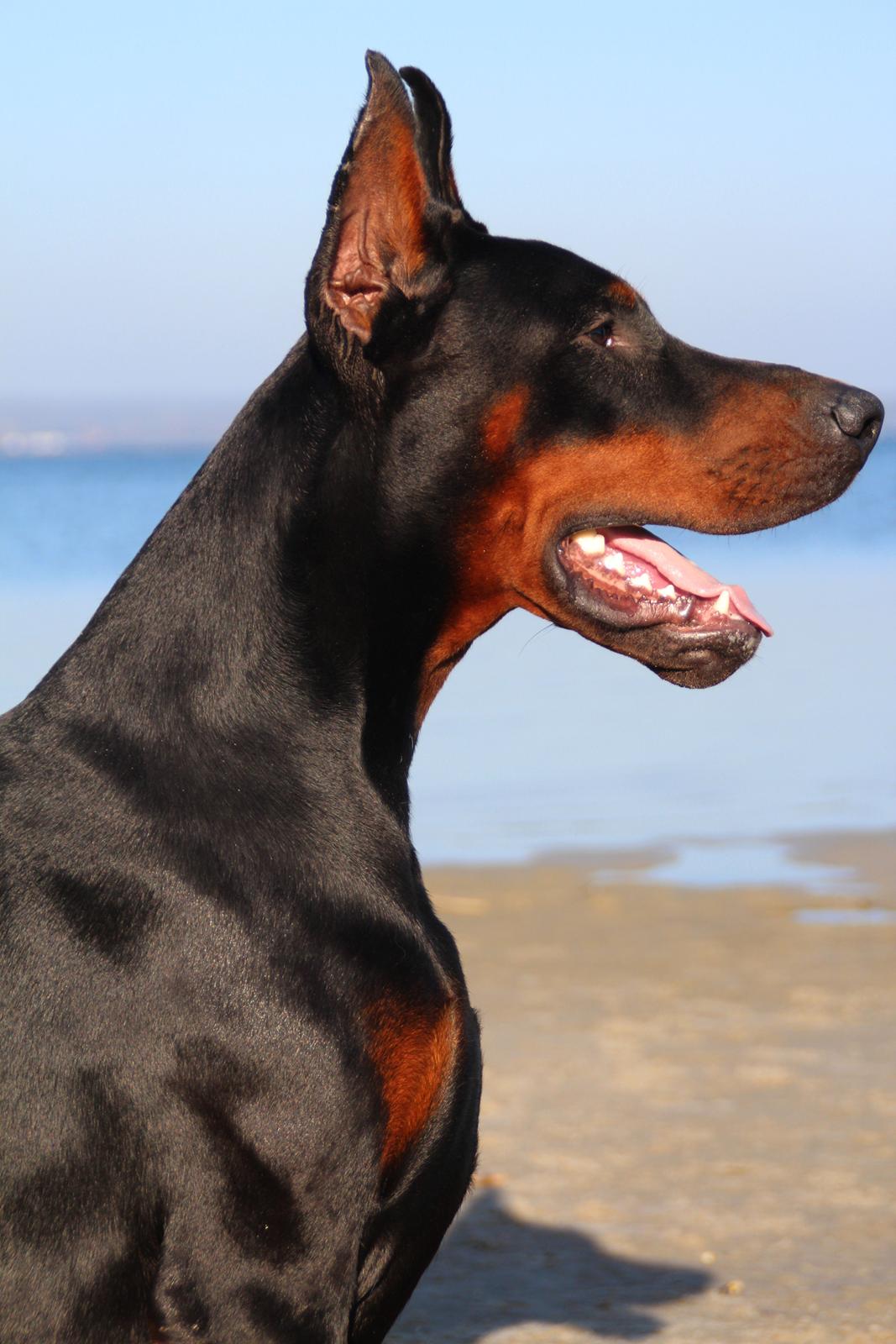 Dobermann LTJCH PLJW14 BALJW14 ROCH Tahi-Reme Jedi billede 15