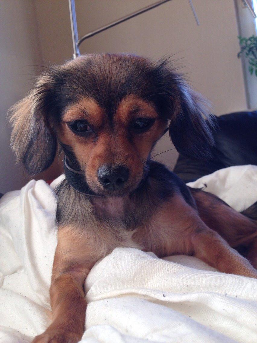 Blanding af racer Luna billede 31