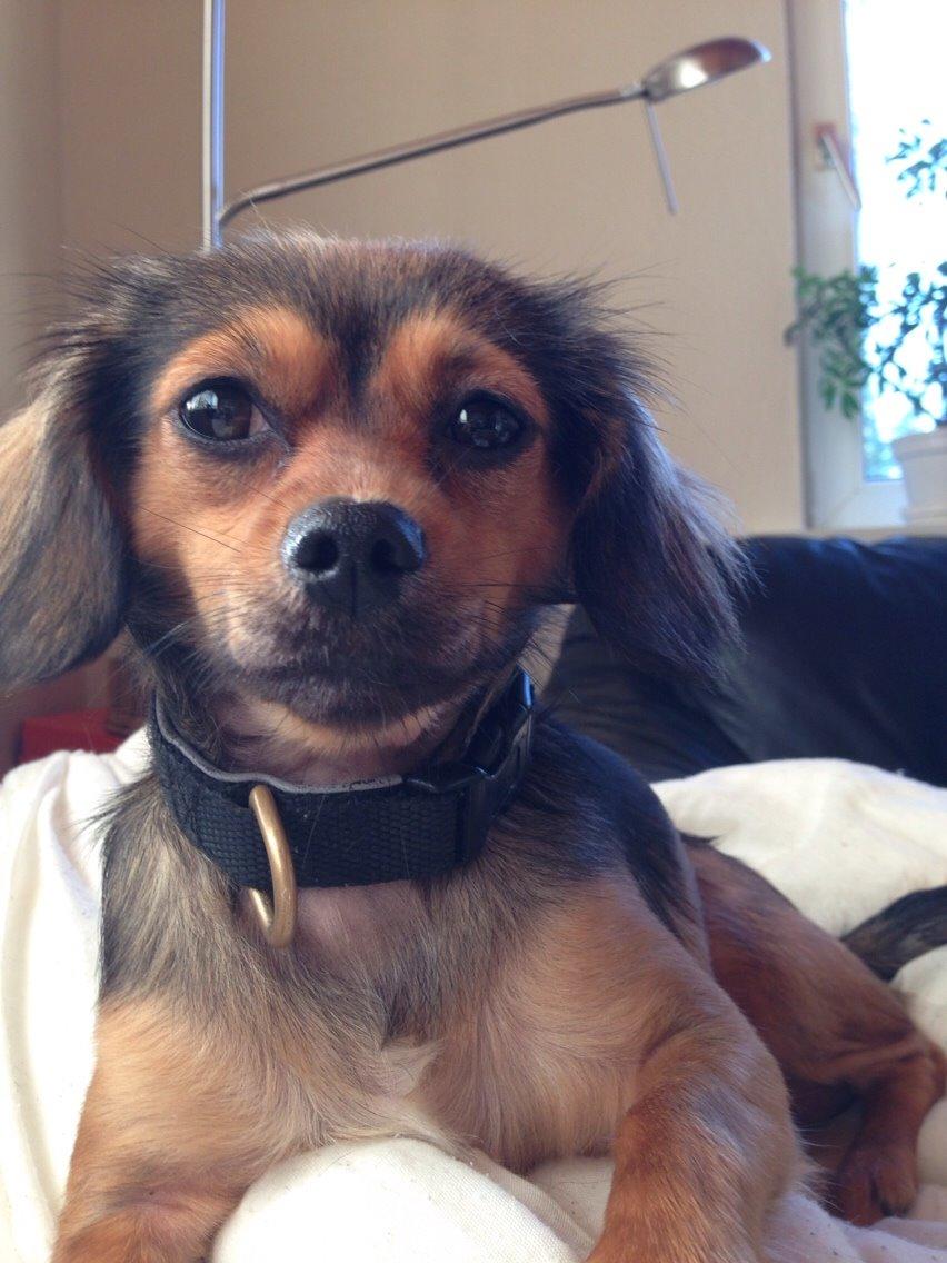 Blanding af racer Luna billede 32