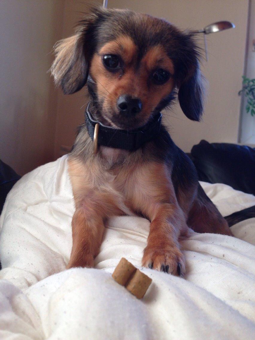 Blanding af racer Luna billede 33