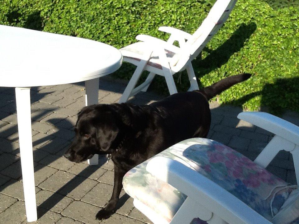 Blanding af racer Mille billede 1