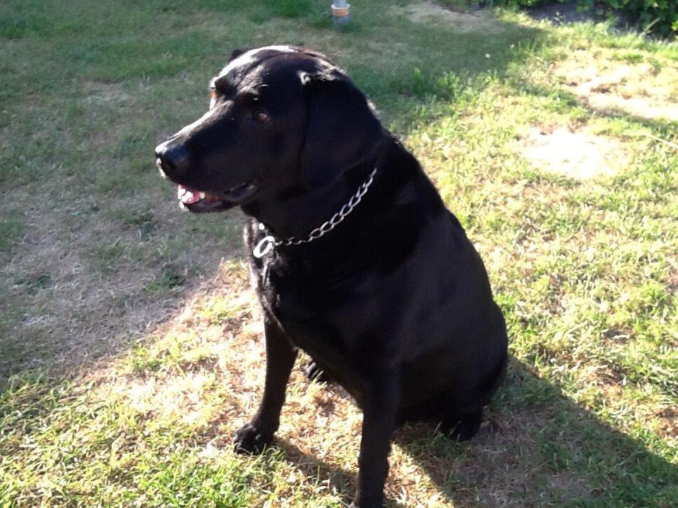 Blanding af racer Mille billede 2