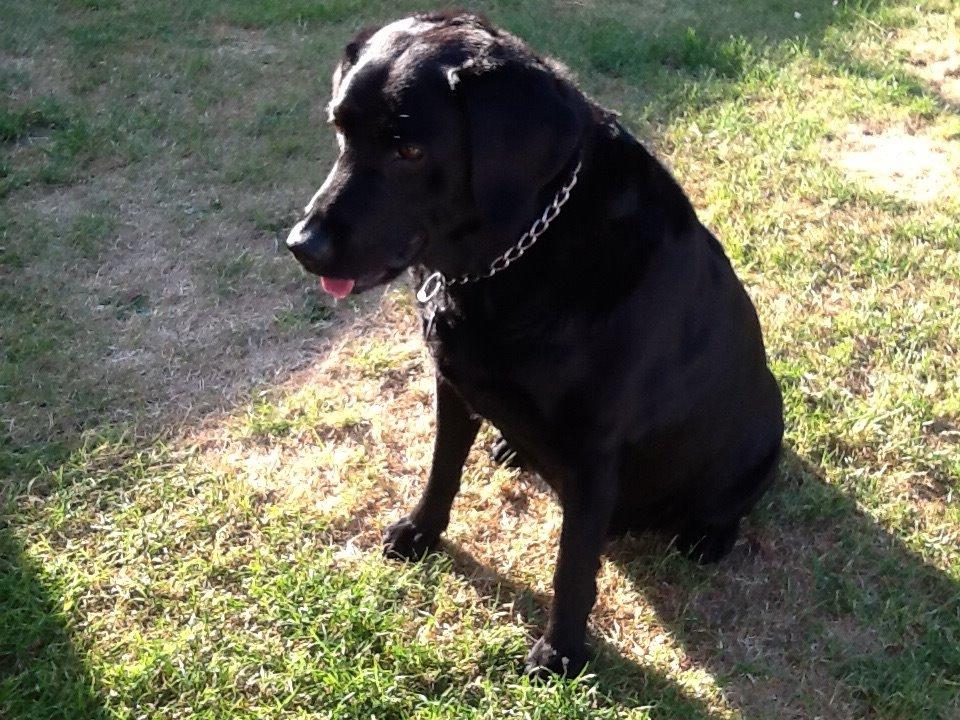 Blanding af racer Mille billede 3