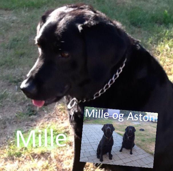 Blanding af racer Mille billede 4