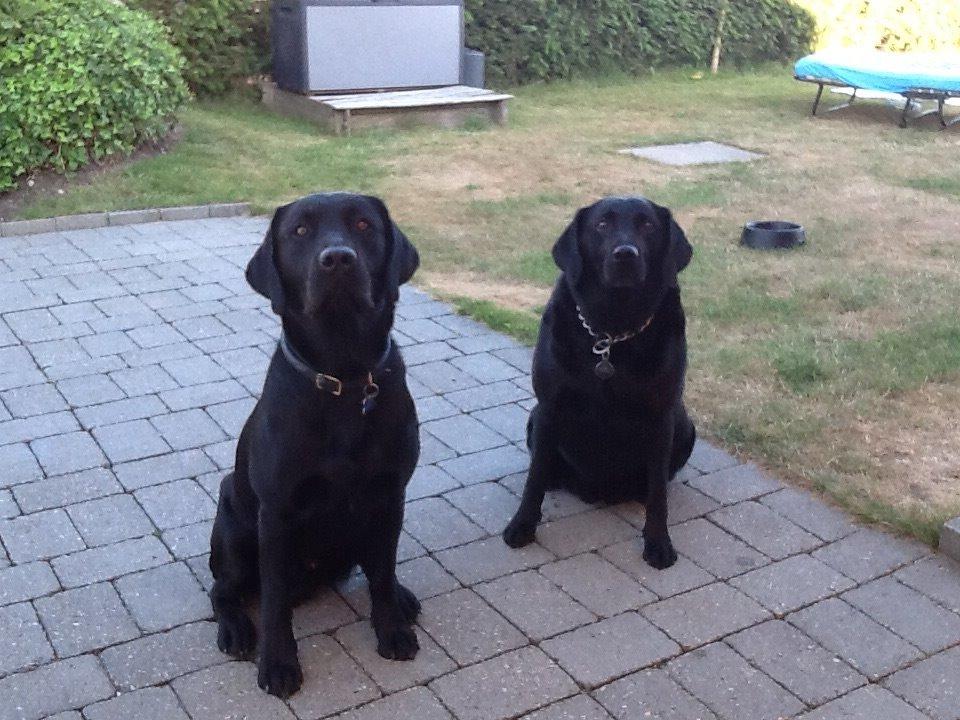 Blanding af racer Mille billede 5