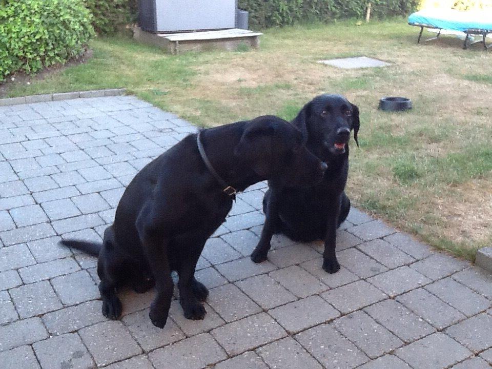 Blanding af racer Mille billede 6