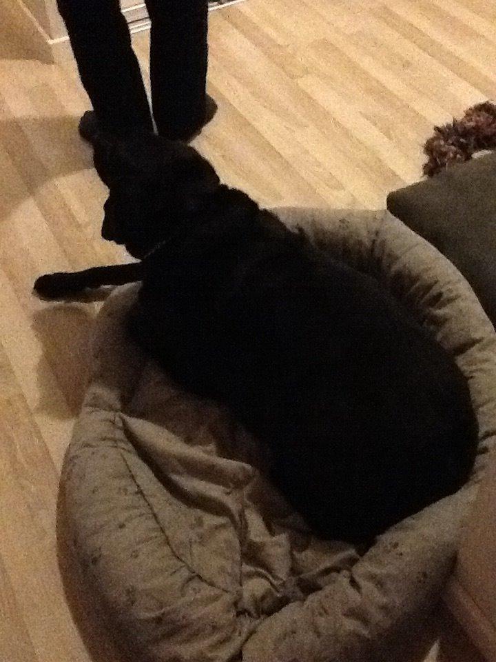 Blanding af racer Mille billede 7