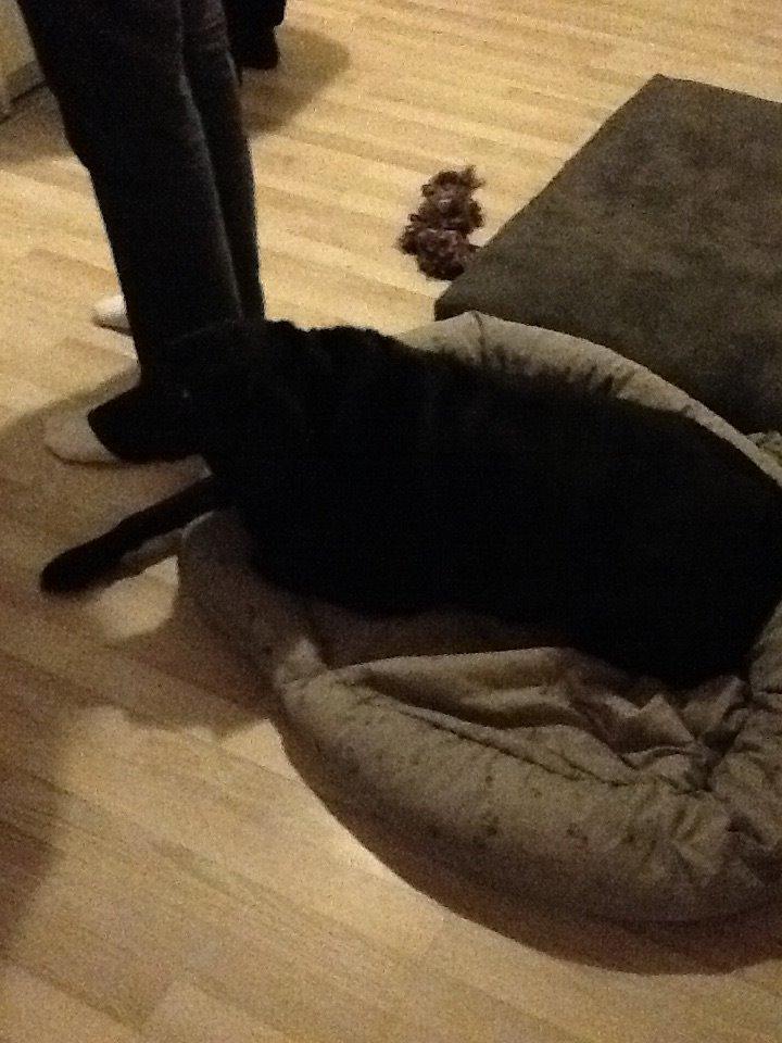 Blanding af racer Mille billede 8