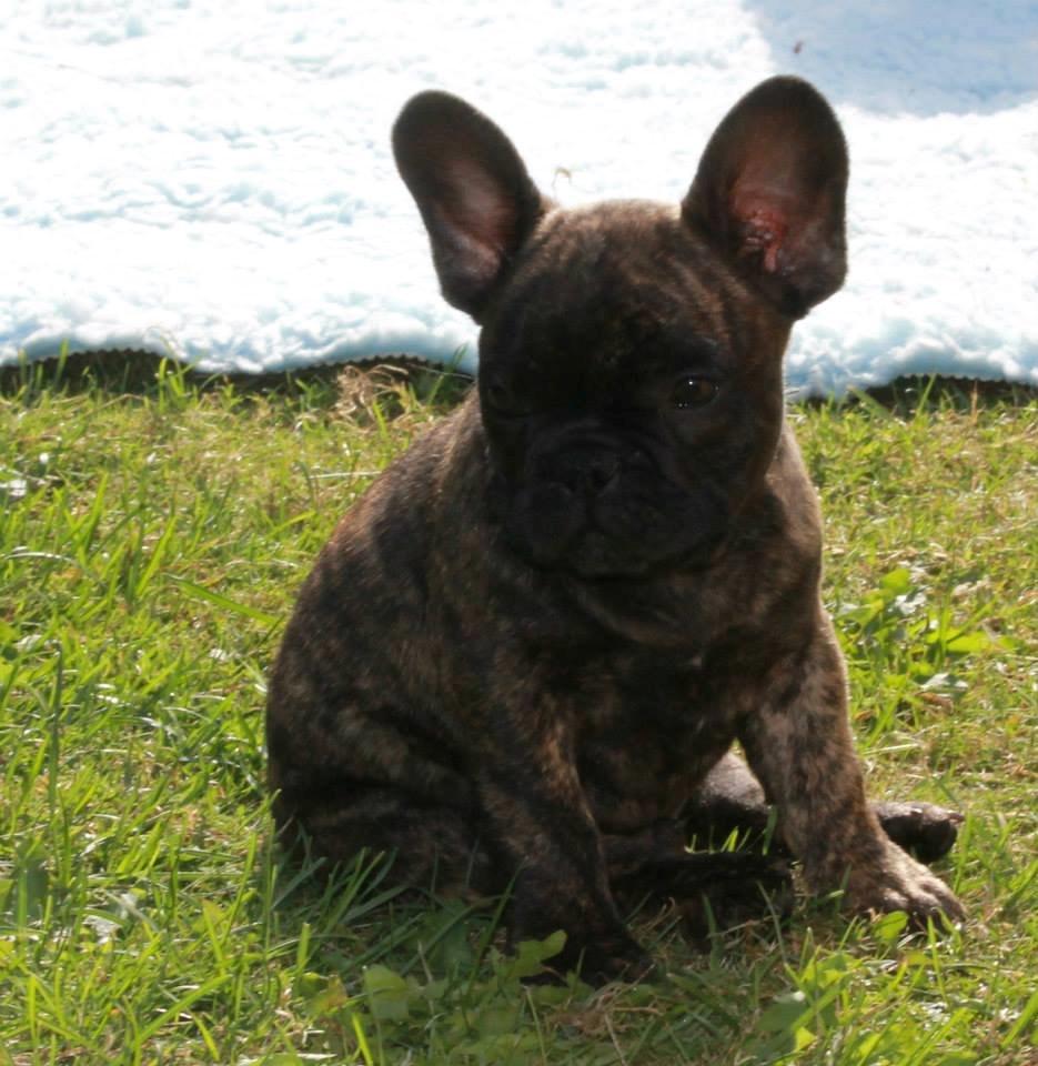 Fransk bulldog Venges Montpellier - "Michelin" billede 6