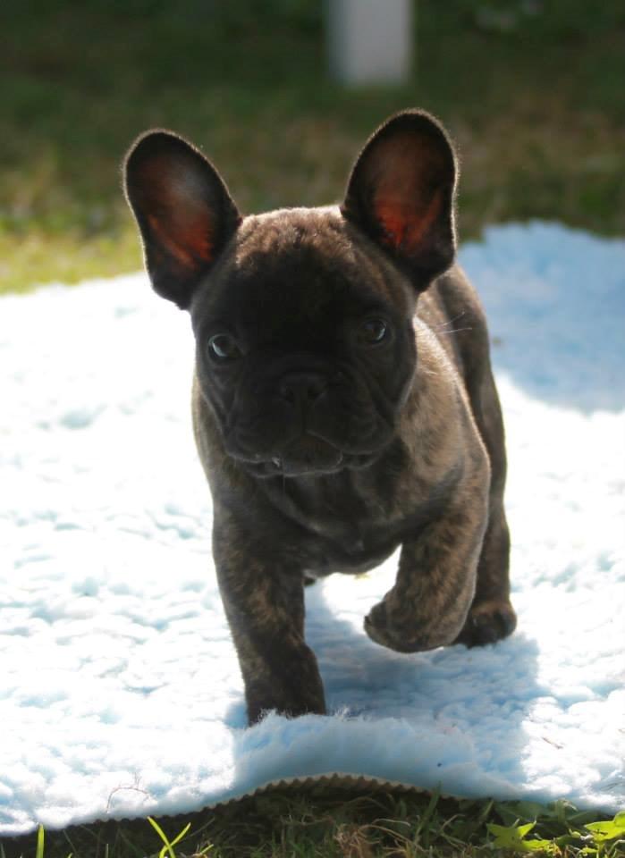 Fransk bulldog Venges Montpellier - "Michelin" billede 4