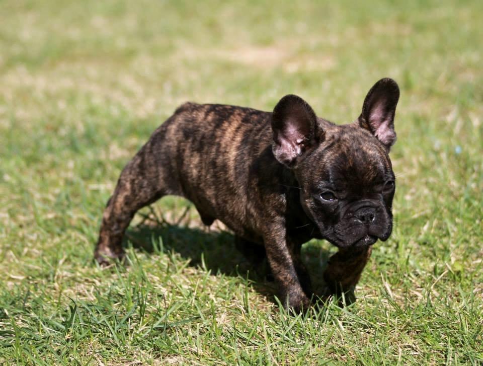 Fransk bulldog Venges Montpellier - "Michelin" billede 5