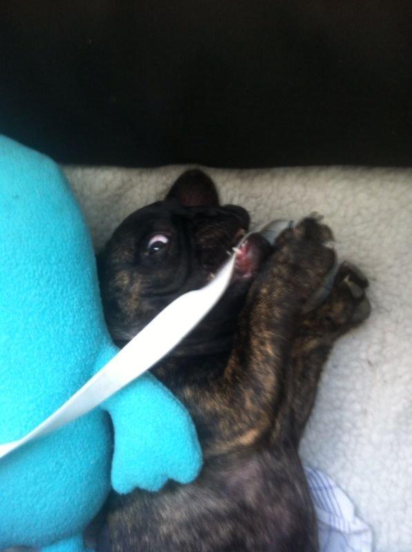 Fransk bulldog Venges Montpellier - "Michelin" billede 3