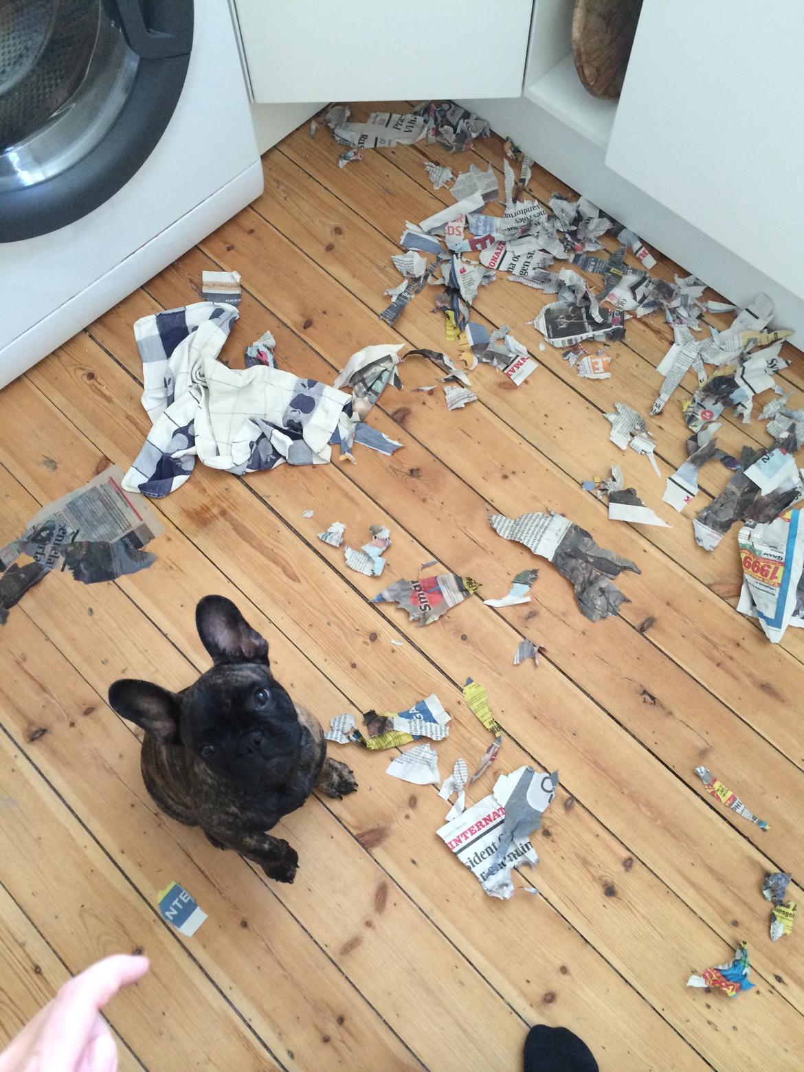 Fransk bulldog Venges Montpellier - "Michelin" billede 7