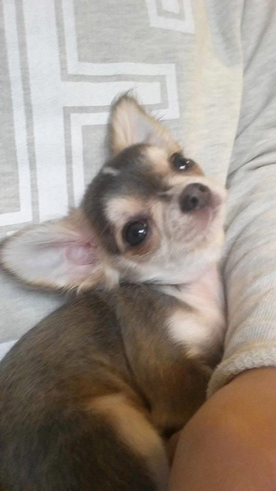 Chihuahua Milo billede 3