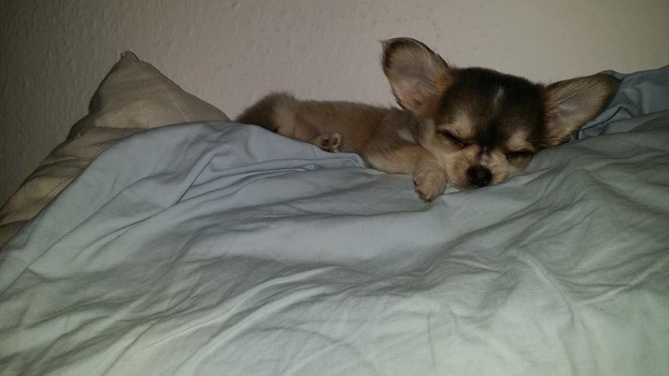 Chihuahua Milo billede 6