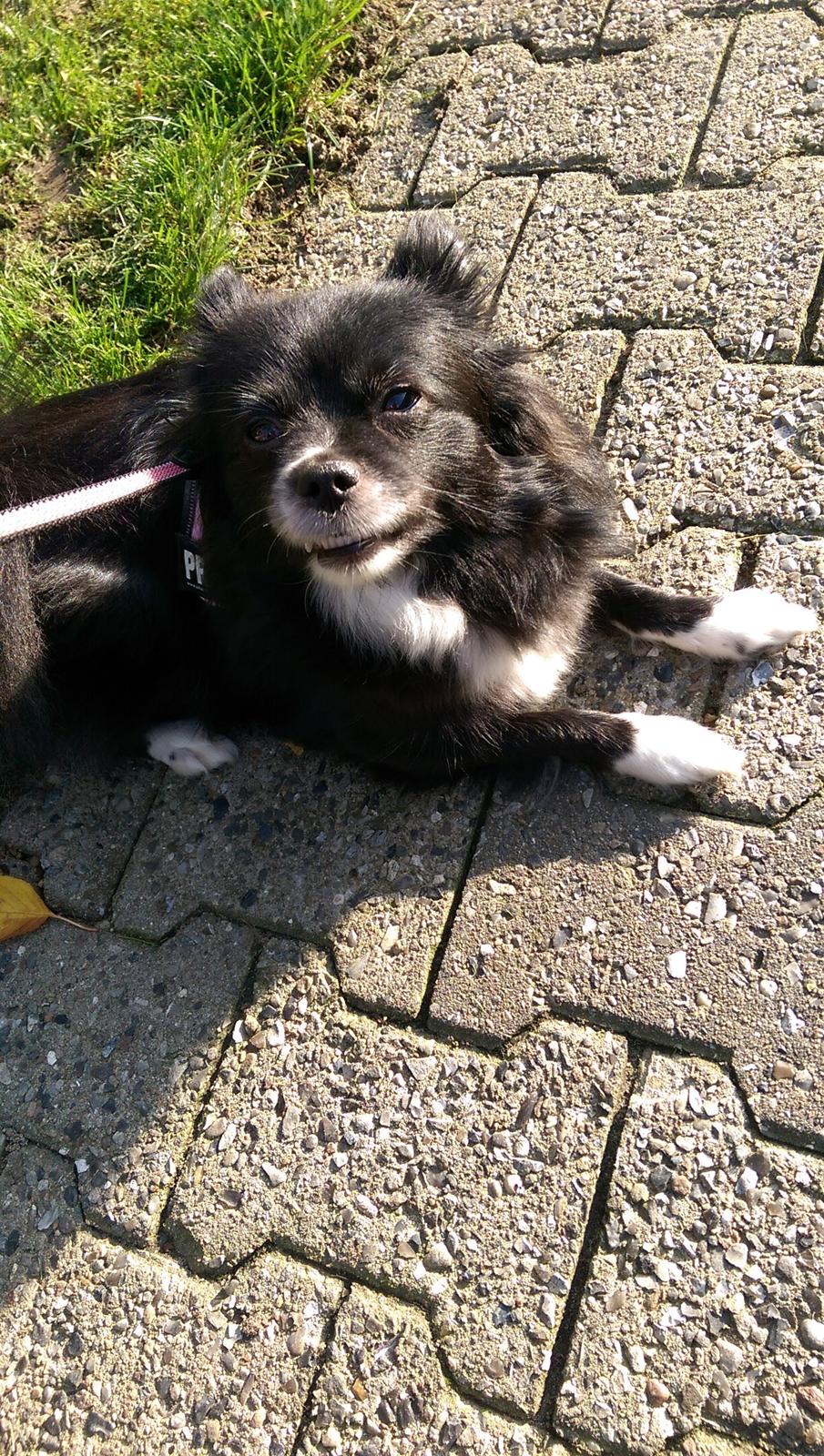 Blanding af racer Lille billede 20