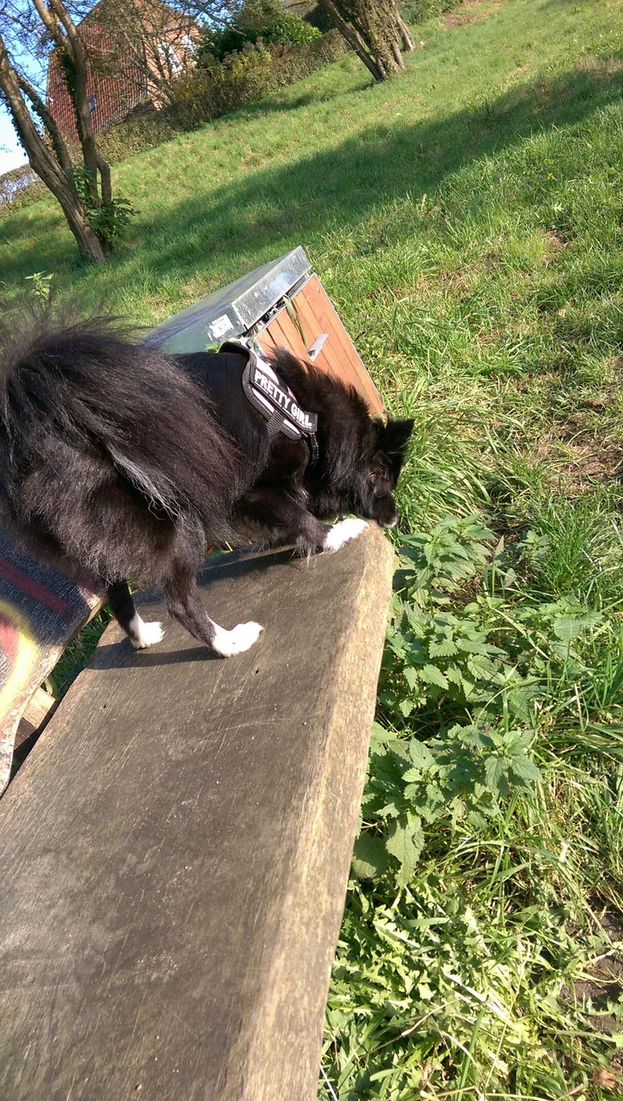 Blanding af racer Lille billede 21