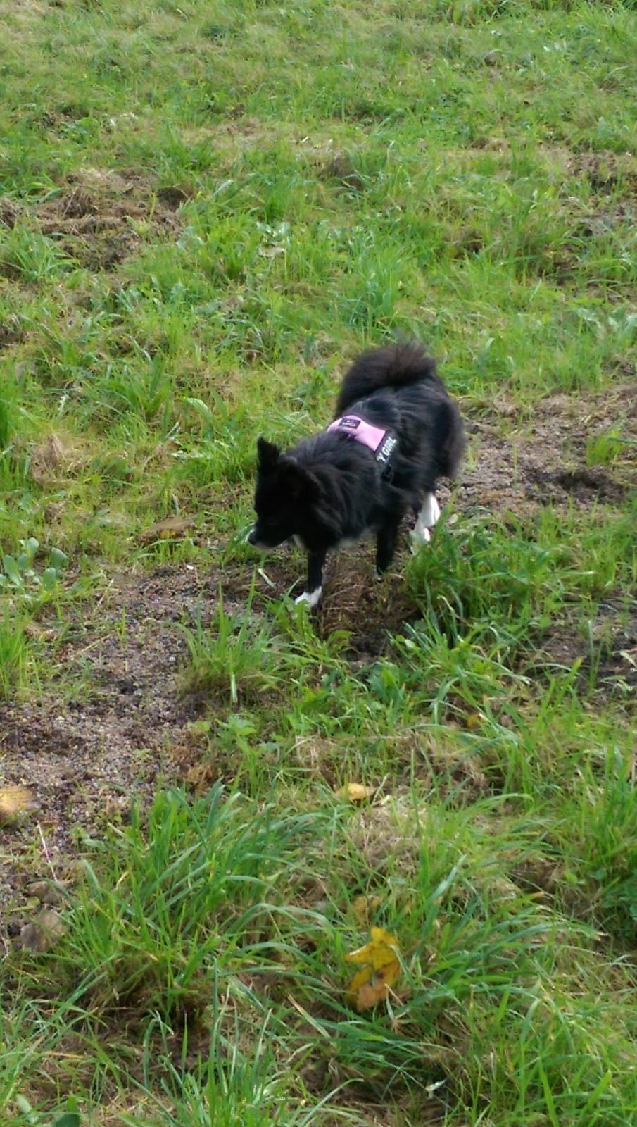 Blanding af racer Lille billede 22