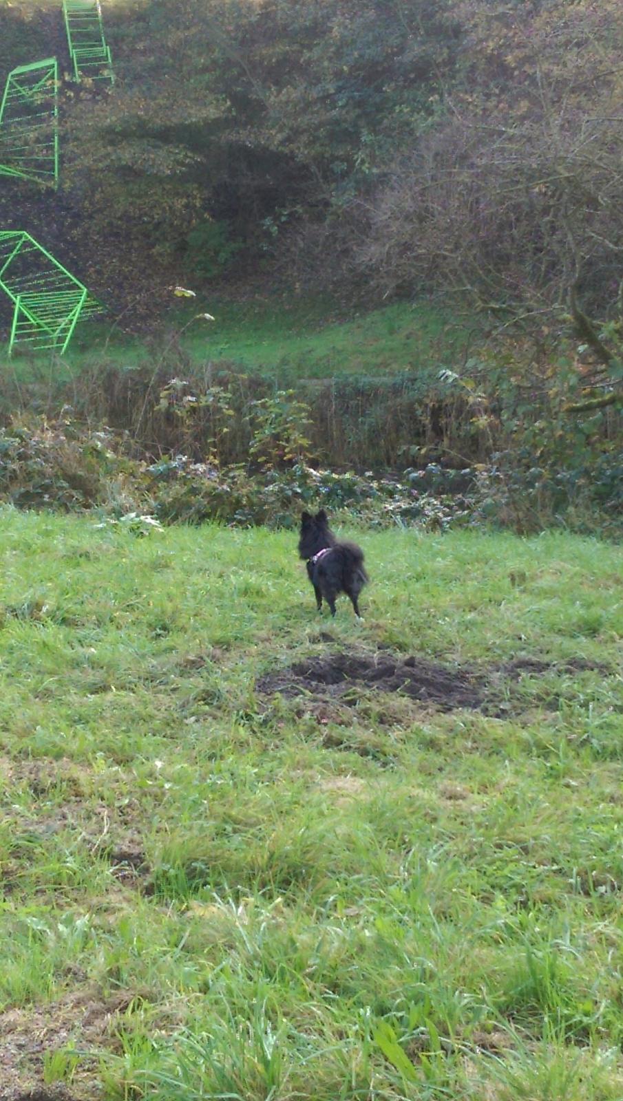 Blanding af racer Lille billede 23