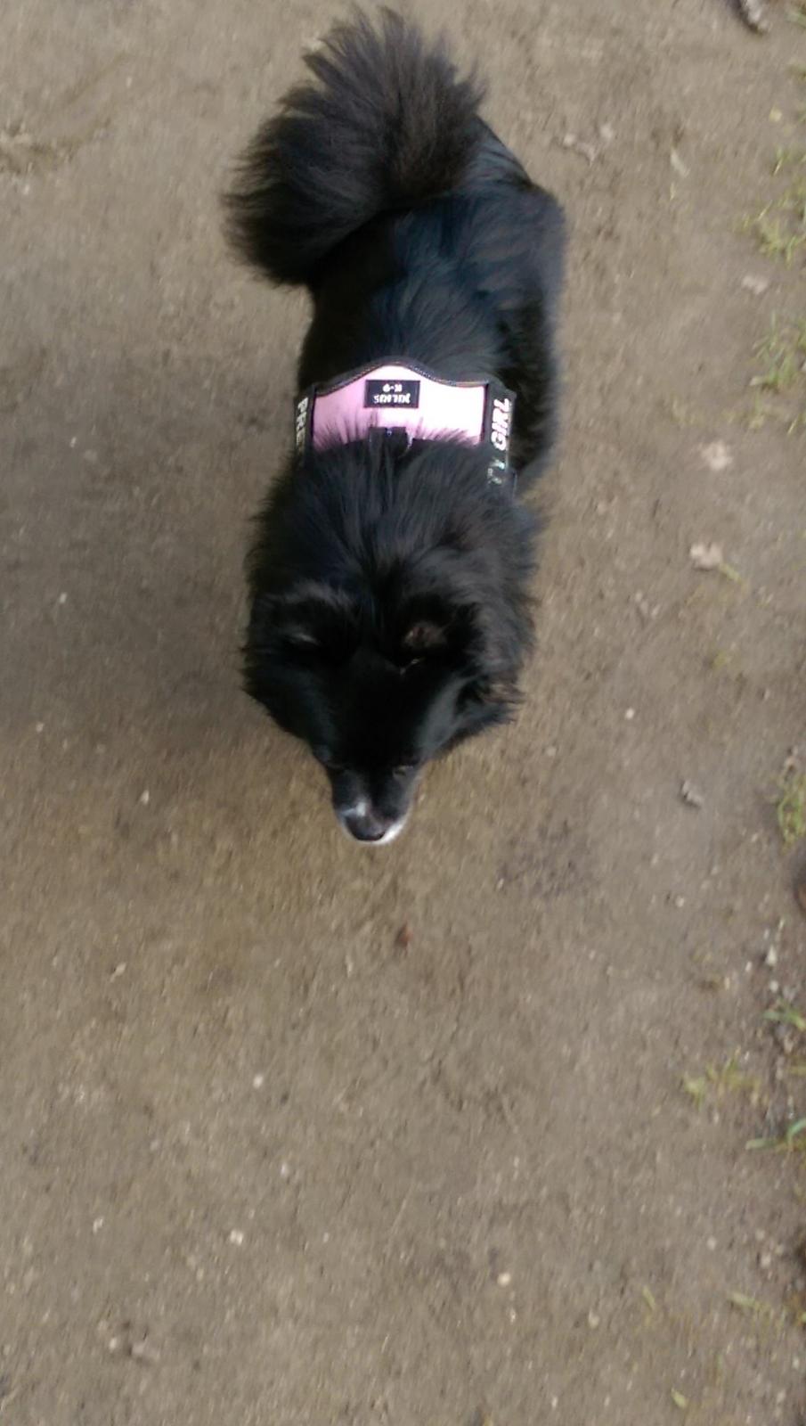 Blanding af racer Lille billede 24