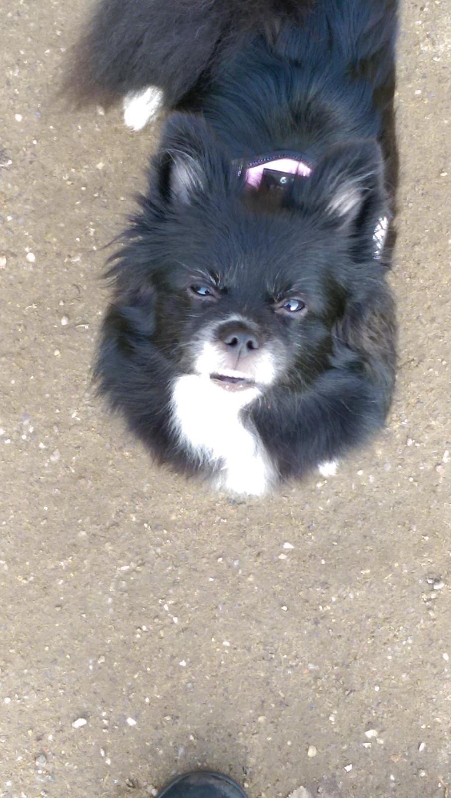 Blanding af racer Lille billede 25