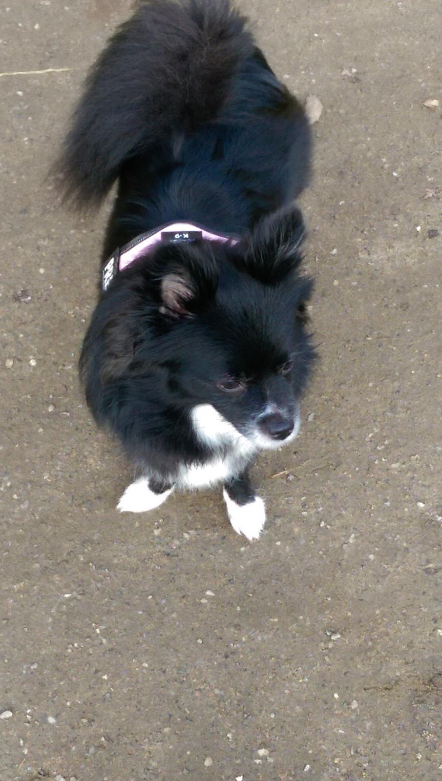 Blanding af racer Lille billede 26