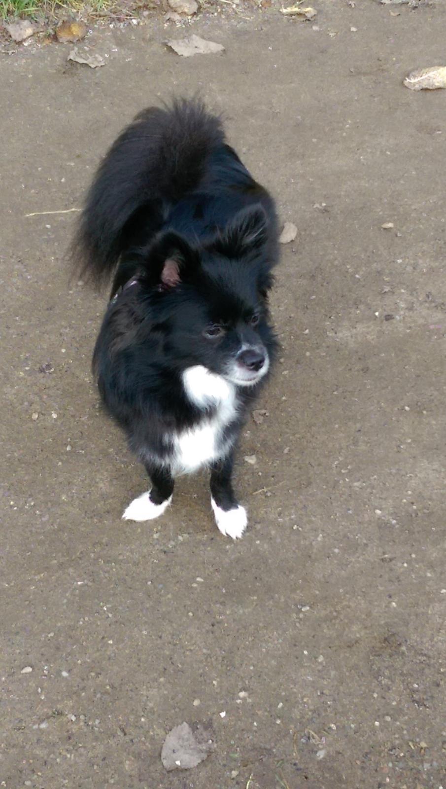 Blanding af racer Lille billede 27